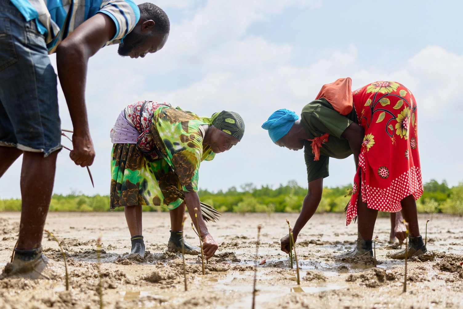 Mangrove planting in Kilifi, Kenya